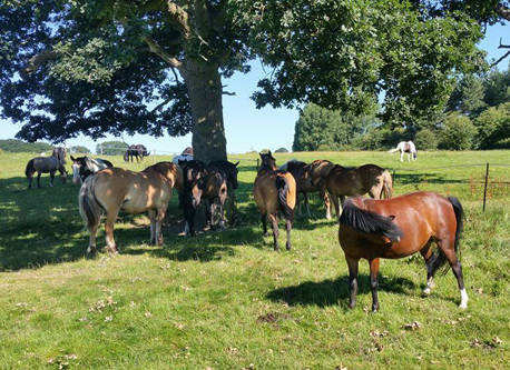 Herd Watching