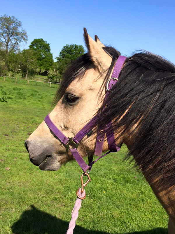 Brookhouse Farm Riding School BHF Horse, riding, lessons, tuition
