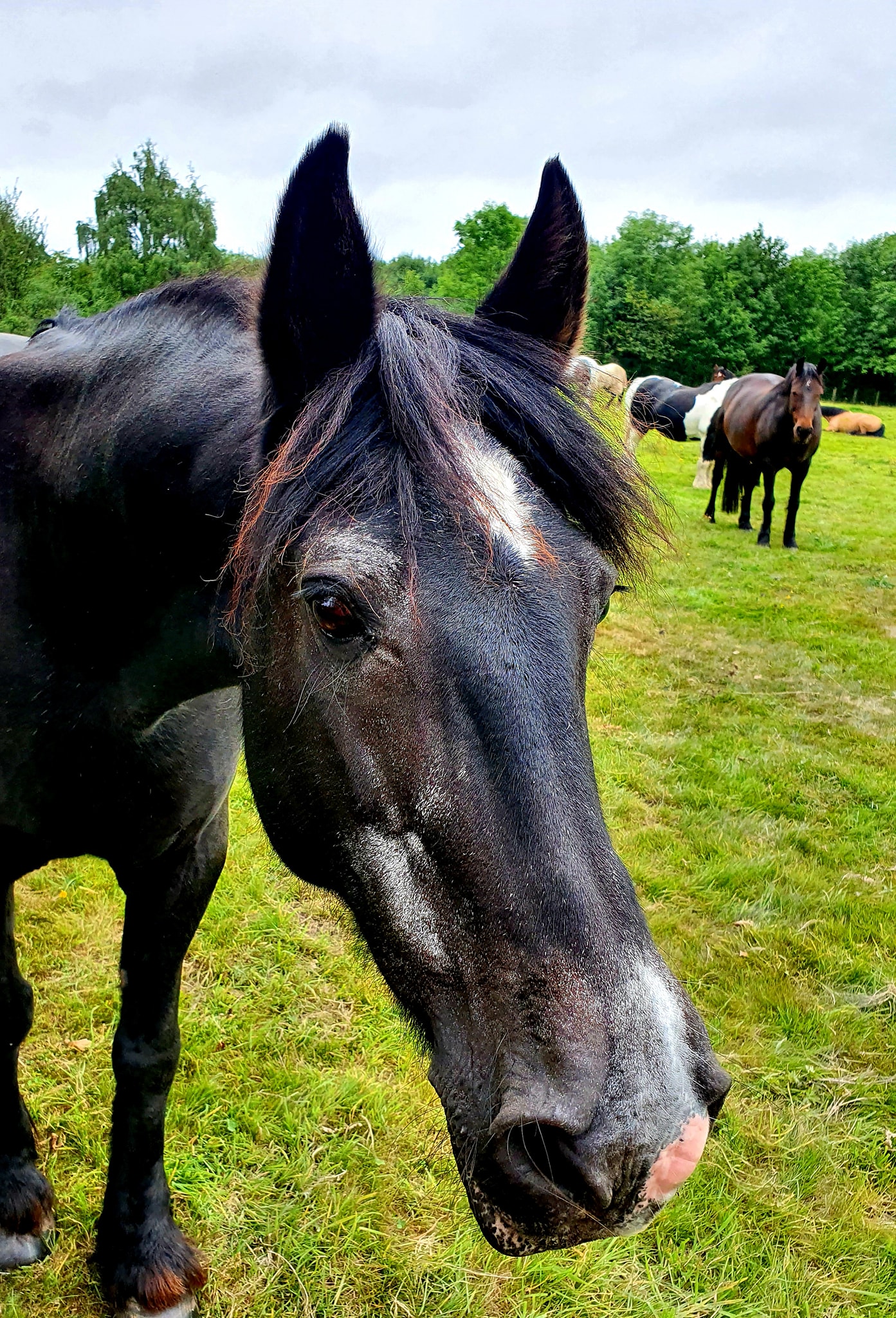 Liquorice