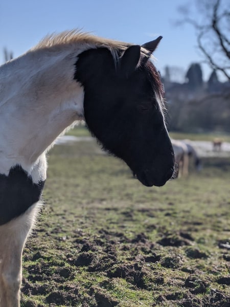 Oreo