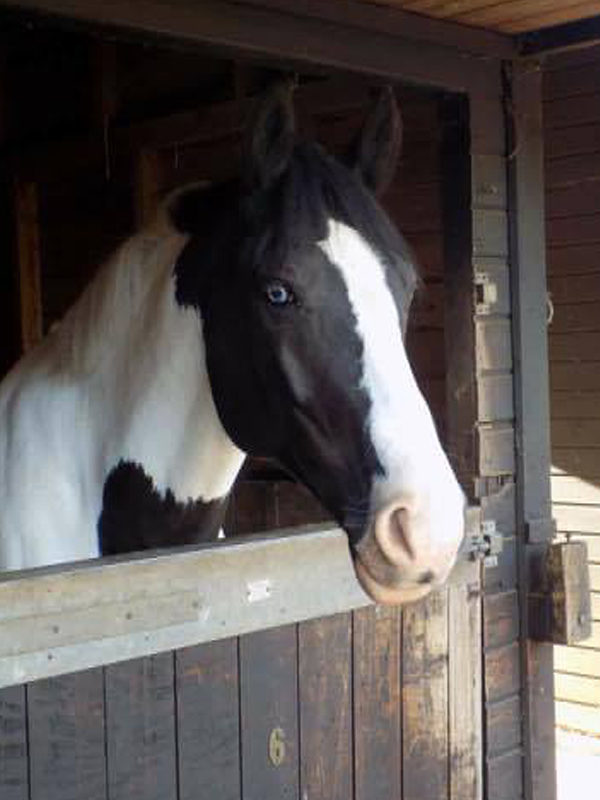 Brookhouse Farm Riding School BHF Horse, riding, lessons, tuition