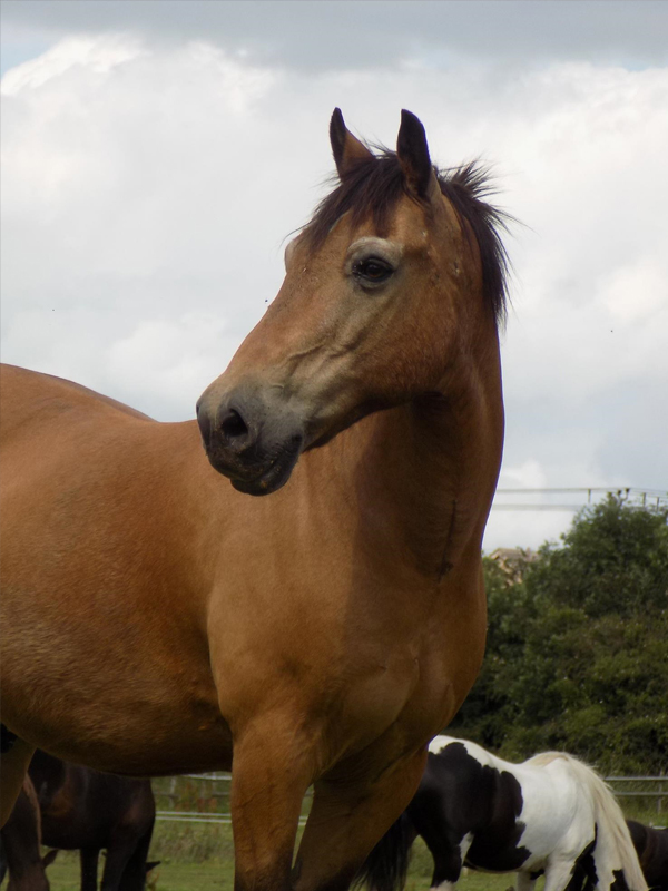 Brookhouse Farm Riding School BHF Horse, riding, lessons, tuition
